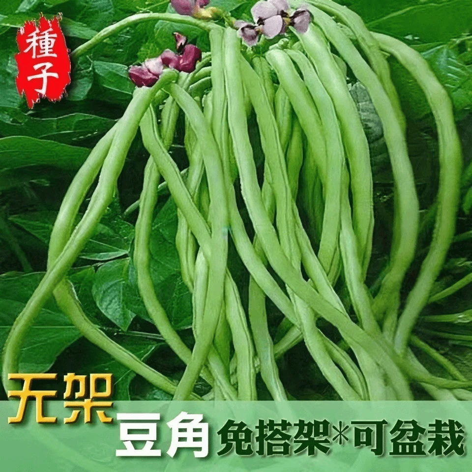 摘不败无架豆长豆角种子孑不搭架懒人种植长豇豆阳台春天蔬菜种籽