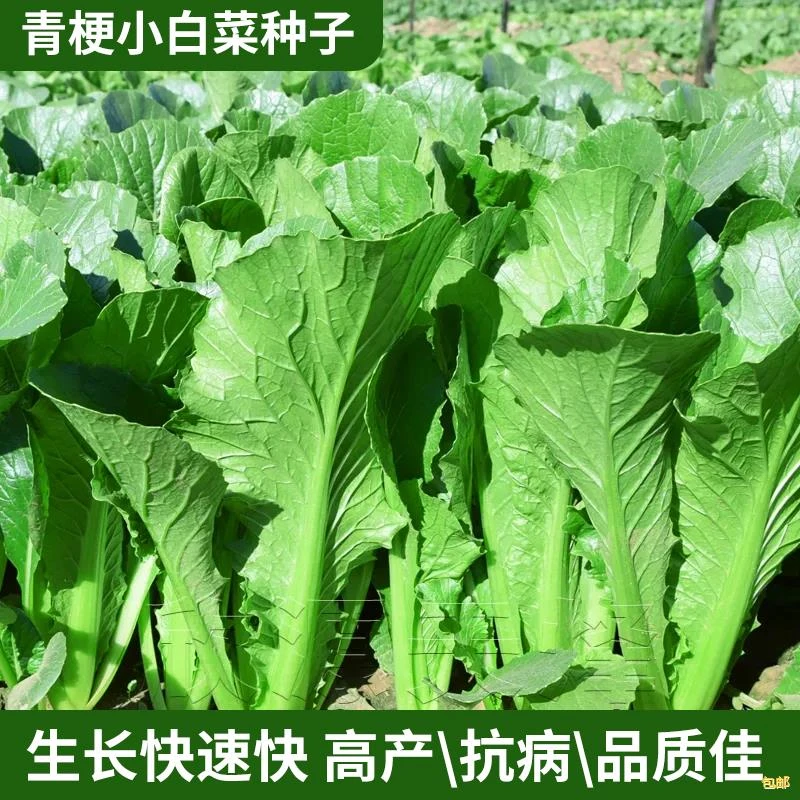 青梗小白菜种子四季播农家蔬菜种籽小青菜种子阳台盆栽速生青菜
