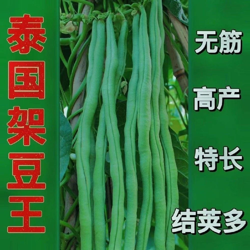 无筋架豆王种子肉厚四季豆特长无筋豆角荚长高产无丝蔬菜种子大全