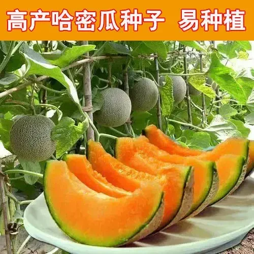 新疆网纹哈密瓜种子籽四季播水果哈蜜瓜种子瓜类种子大全庭院阳台
