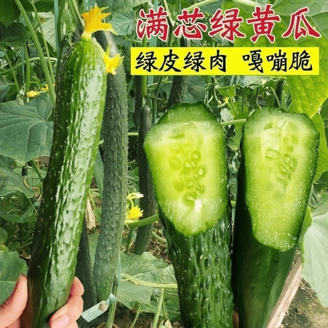 津研四号黄瓜种子绿皮绿瓤甜脆嫩绿黄瓜节节有瓜绿刺黄瓜蔬菜种子