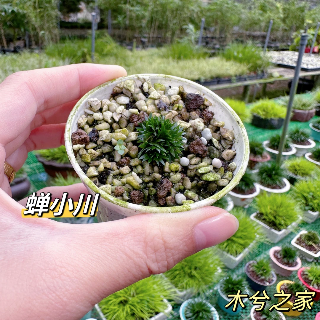 木兮-正宗《蝉小川》微盆景盆栽迷你型禅意桌面茶台茶宠绿植