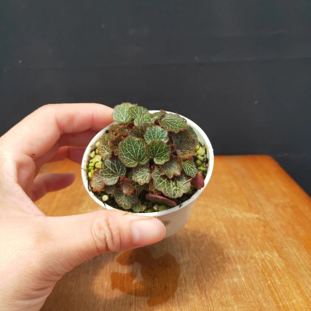 木兮-【正宗姬虎耳】2年苗禅意迷你植物微型盆栽茶台茶宠耐阴易活