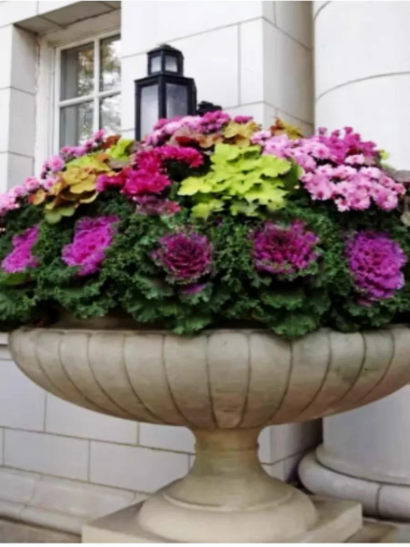 一物一拍羽衣甘蓝 耐寒植物观叶 盆栽地栽