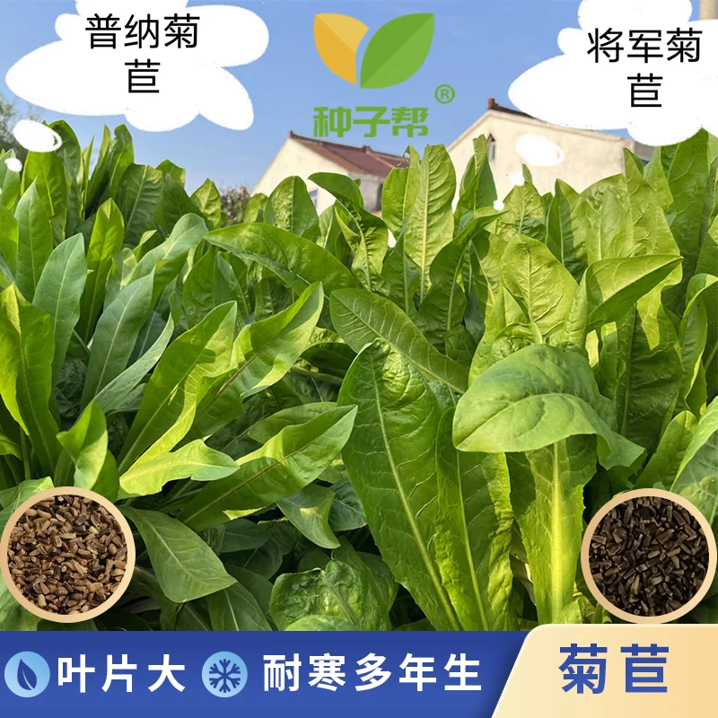 大叶菊苣种子耐旱耐寒春秋播种多年生营养均衡四季生长阔叶易收割