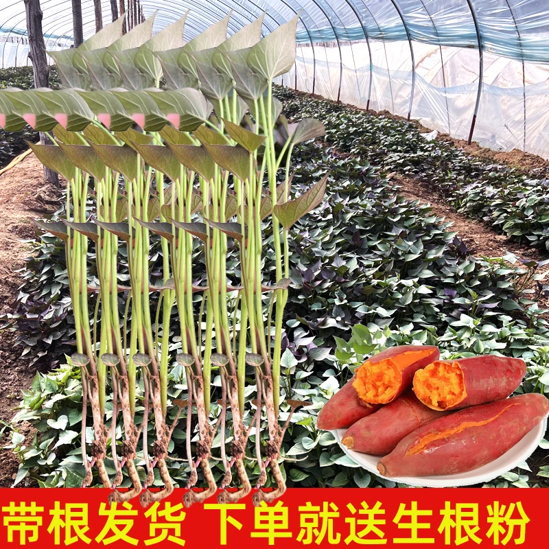 红薯苗山东烟薯25苗地瓜苗