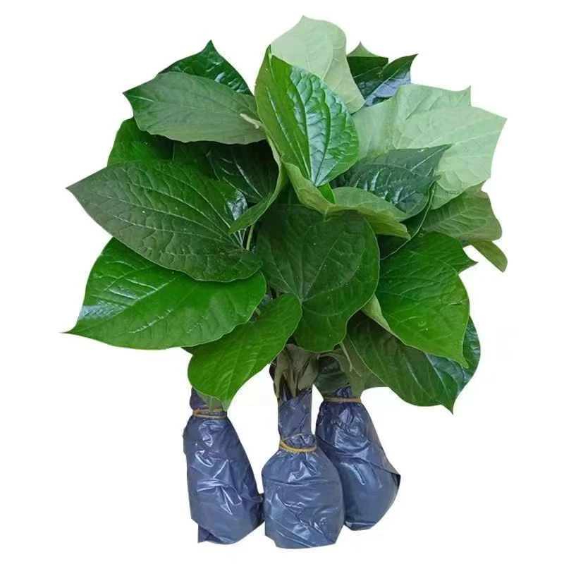 蛤萎苗假蒌苗现挖新鲜山蒌叶炒田螺包粽子野生青蒌苗臭蒌秧苗盆栽