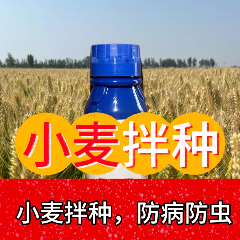 侨拌小麦包衣服防虫防病