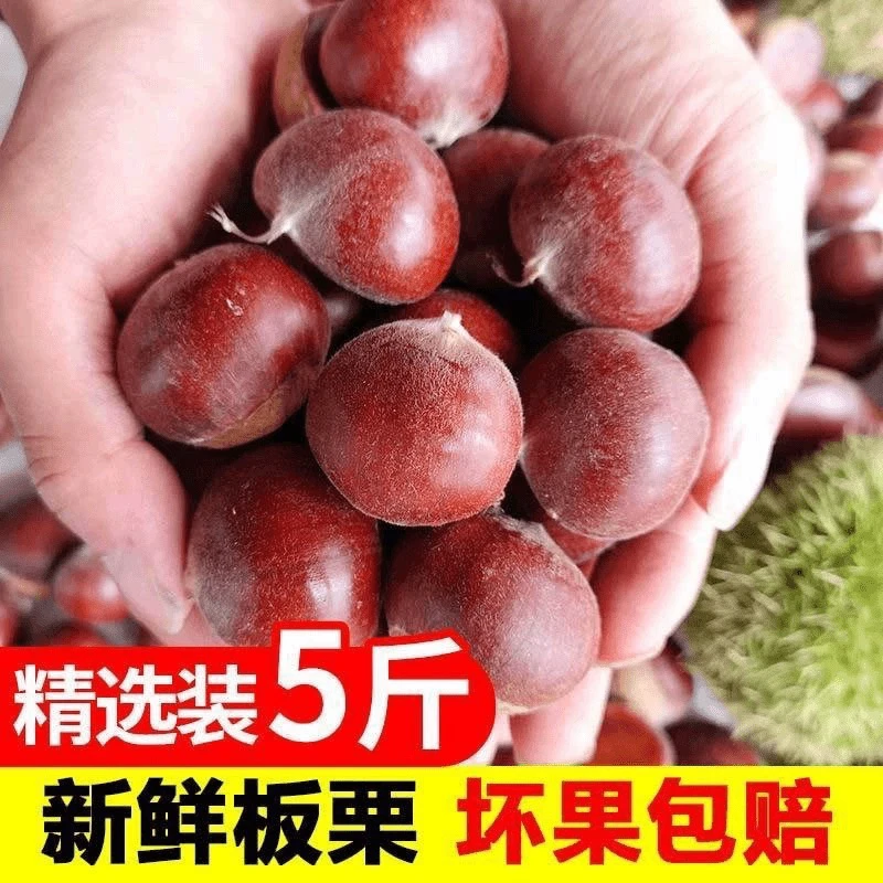【净重5斤去刺球板栗】云南高山板栗农家新鲜板栗 小板栗 油栗子5斤