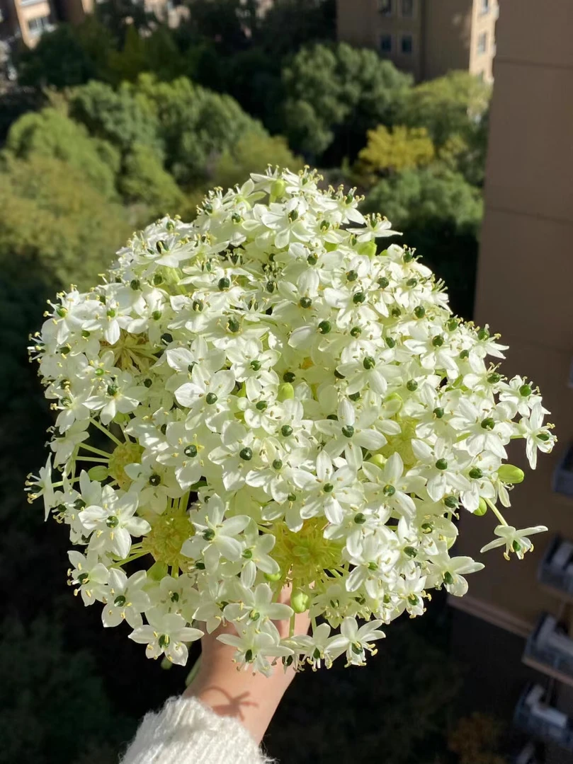 3颗    高端花球超大号【伯利恒之星】天鹅绒