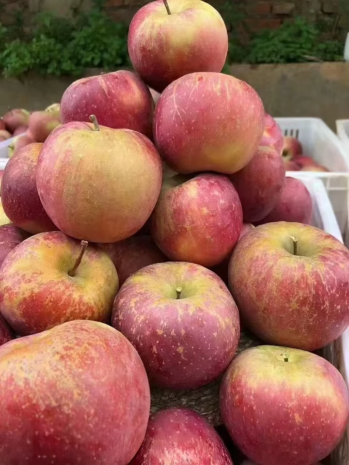 昭通糖心苹果红富士果园现摘现发8分甜2分酸包邮到家