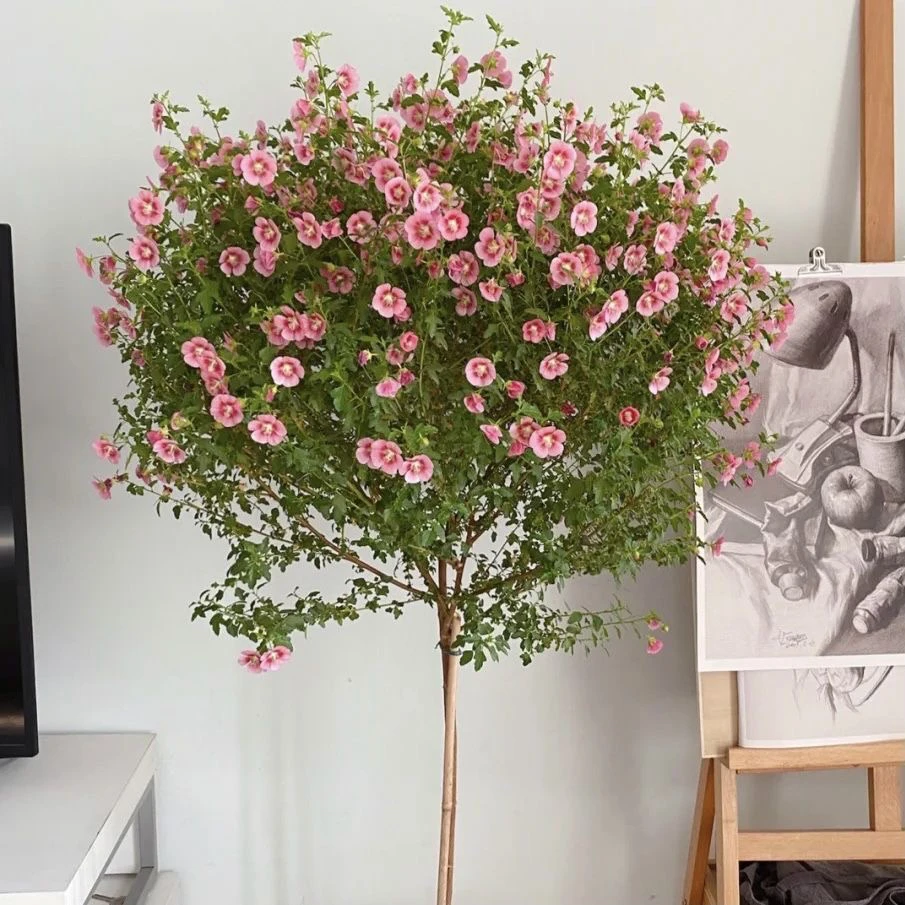 小木槿盆栽棒棒糖小花苗室内四季好养带花开花卉阳台庭院植物