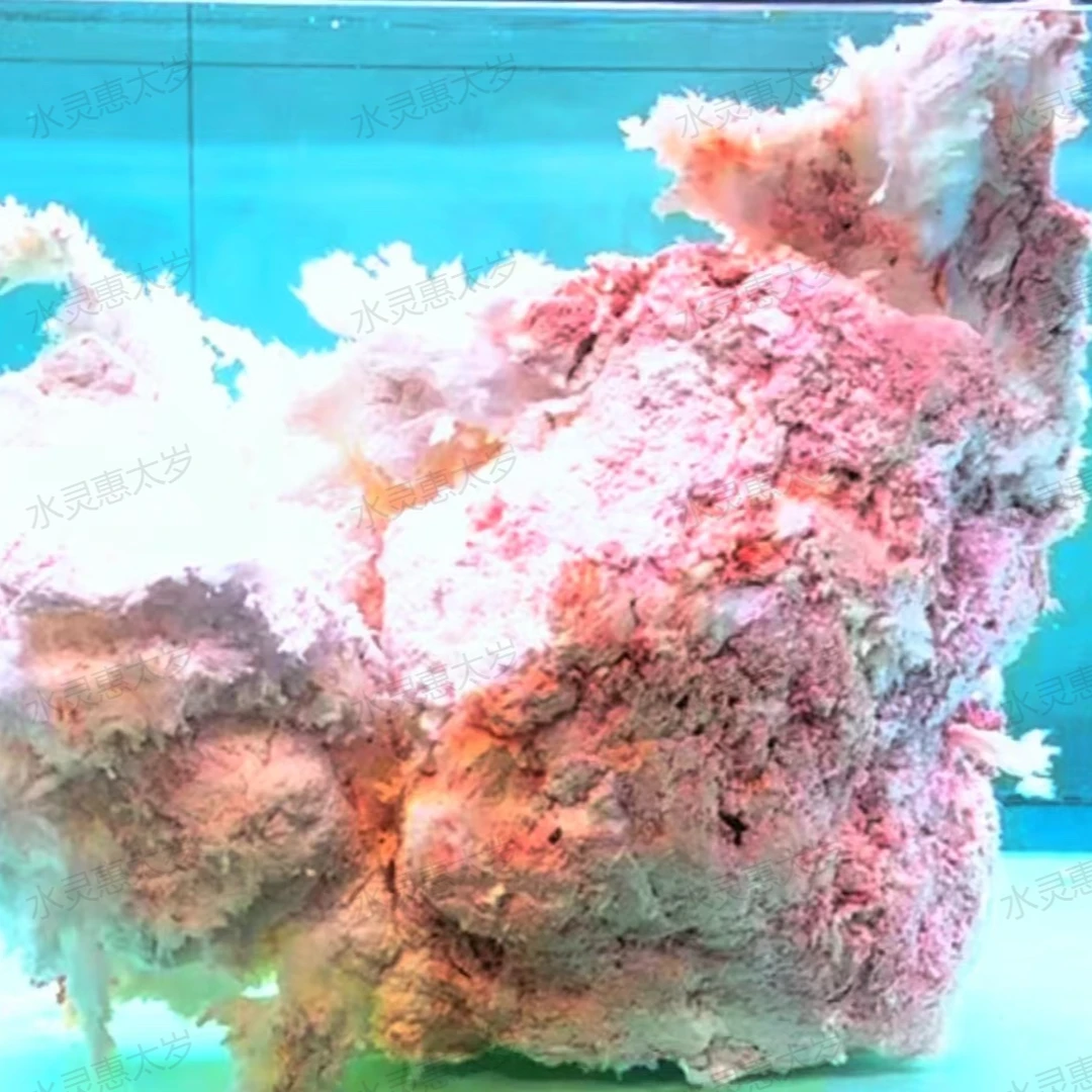 珊瑚雪白肉灵芝结合体象形“大公鸡”89斤