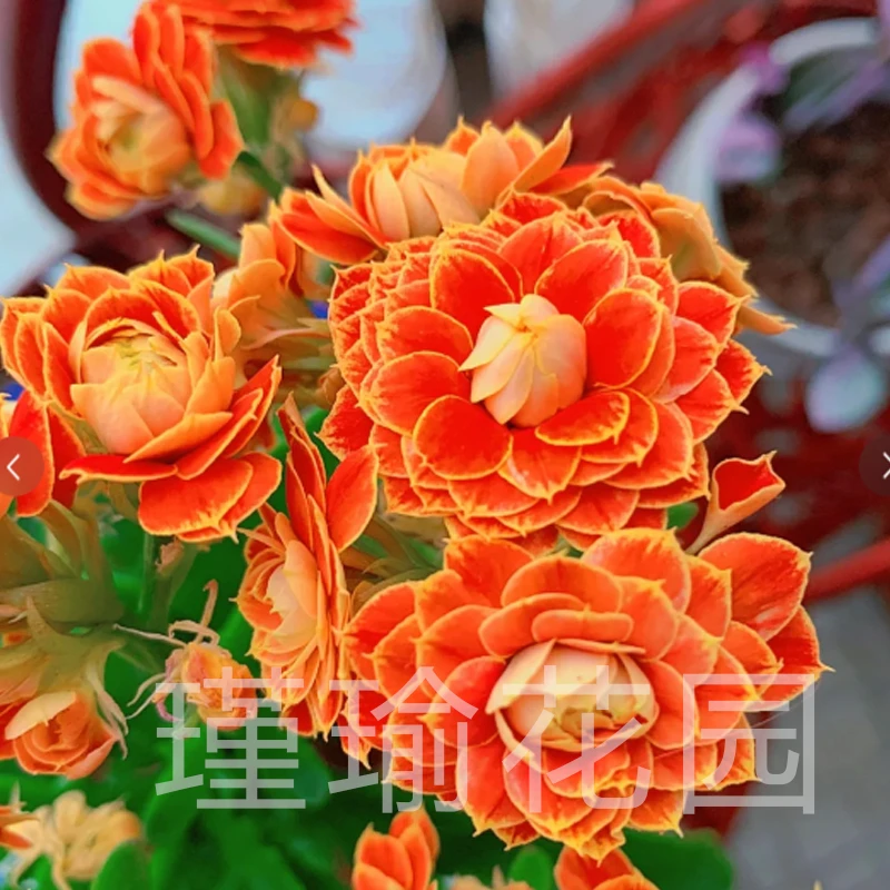 『金狐狸』长寿花（花苞发货）