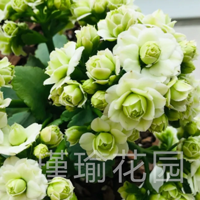 『绿巴黎』重瓣长寿花（带花苞发货）