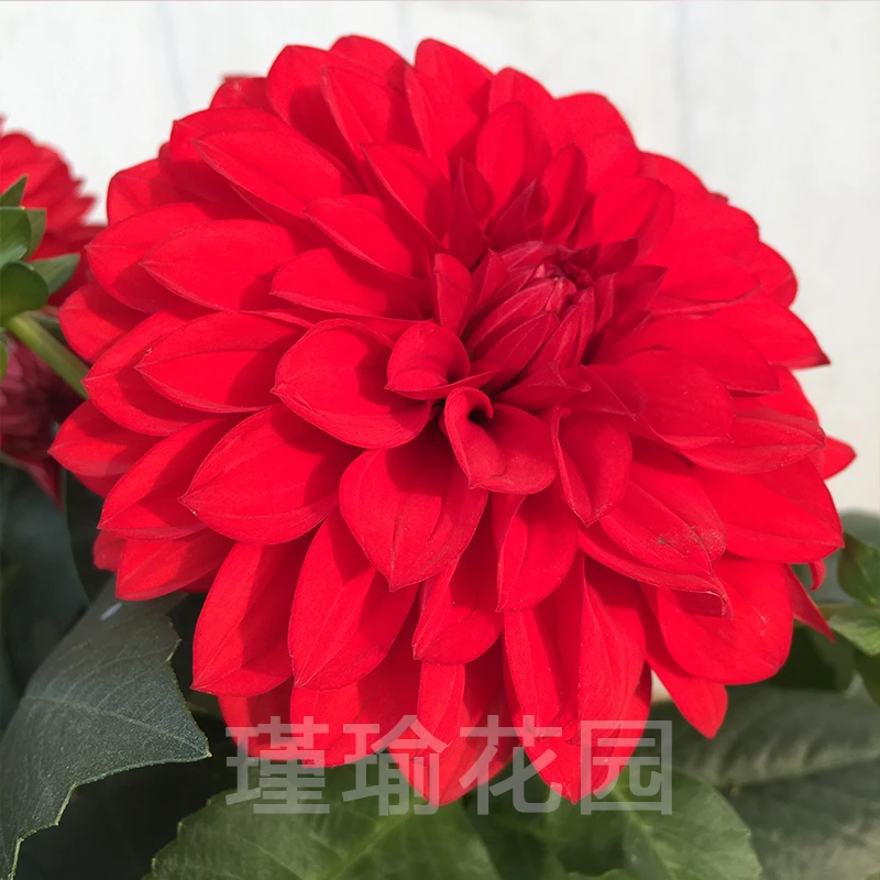 重瓣小丽花盆栽花苗好养小丽花带花苞发货的基地直发室外