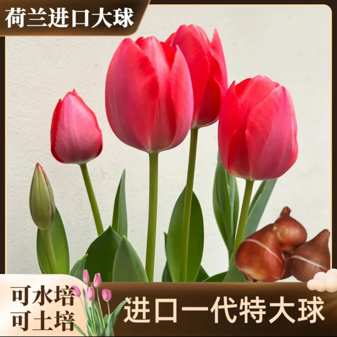 郁金香种球带盆带土栽种好发货荷兰进口5度球阳台观赏郁金香种植