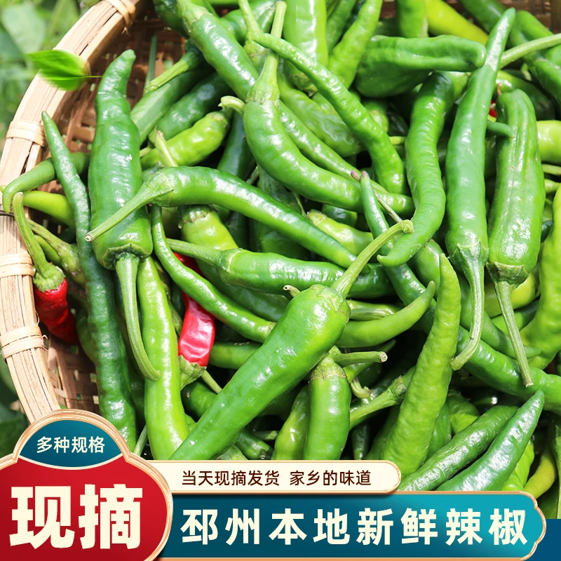 现摘邳州新鲜辣椒徐州新沂本地螺丝椒子农家自种枣庄朝天椒500g