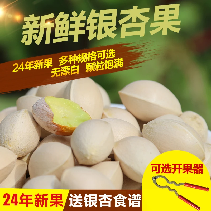 2024年新鲜银杏果白果带壳优质大佛指邳州特产大颗粒送食谱开果器