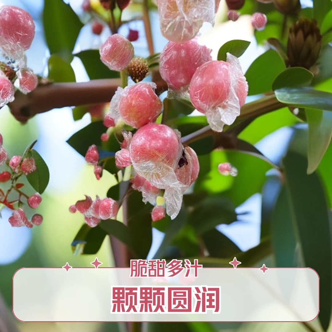 山西运城万荣高地纸加膜精品优质红富士苹果脆甜可口皮薄汁多