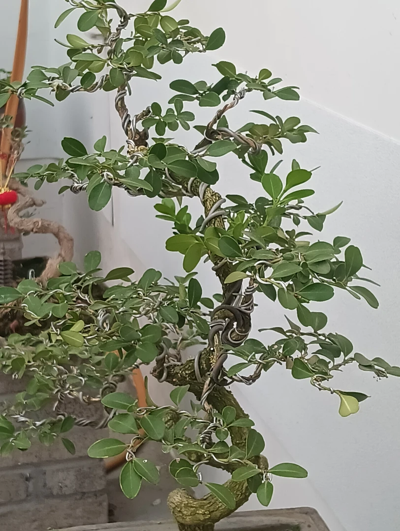 瓜子黄杨精品盆景