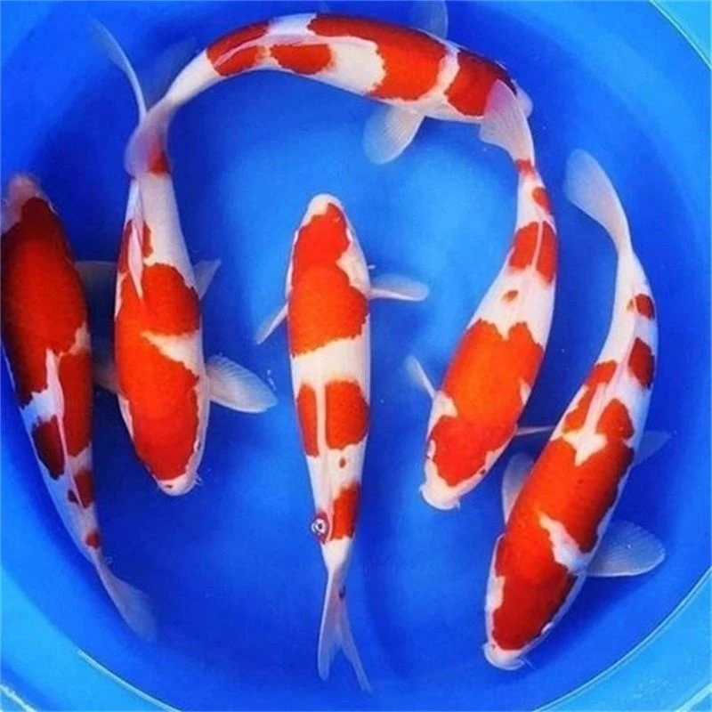 锦鲤观赏鱼红白大正三色白写绯写昭和