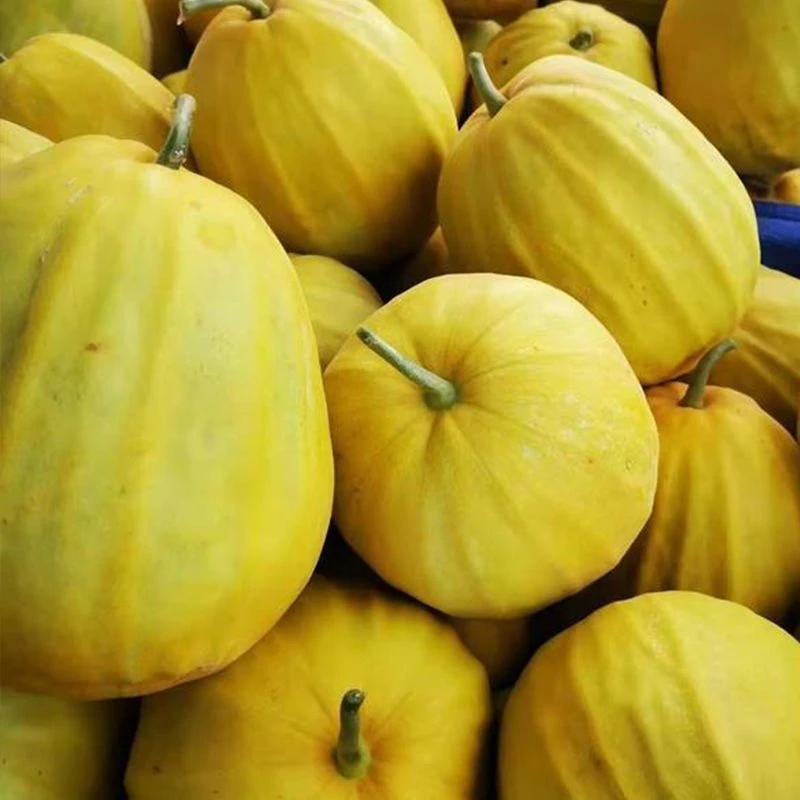 湖南麻阳丑八怪香瓜露天黄皮纹脆瓜孕妇甜瓜新鲜水果当季现摘现发