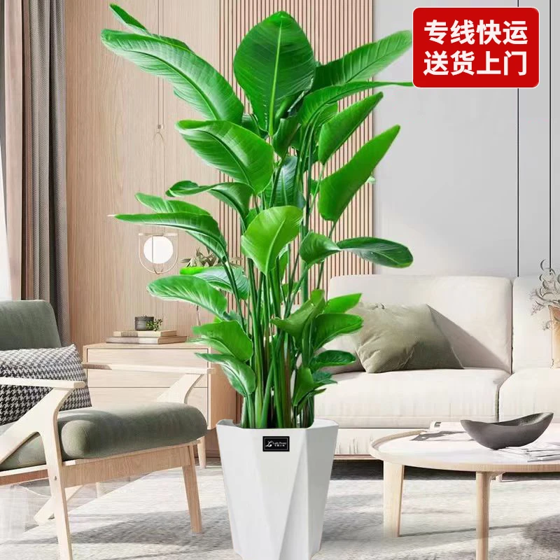 【一物一拍-福全昆仑】1.5-1.6米天堂鸟新手小白客厅好养网红绿植