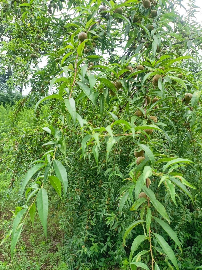 秦岭龙纹桃核专拍链接