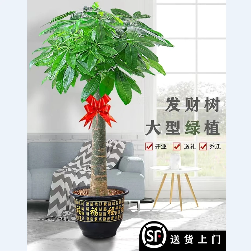 客厅盆栽室内大型招财树绿植物客厅办公室开业花卉盆景甲醛大棵