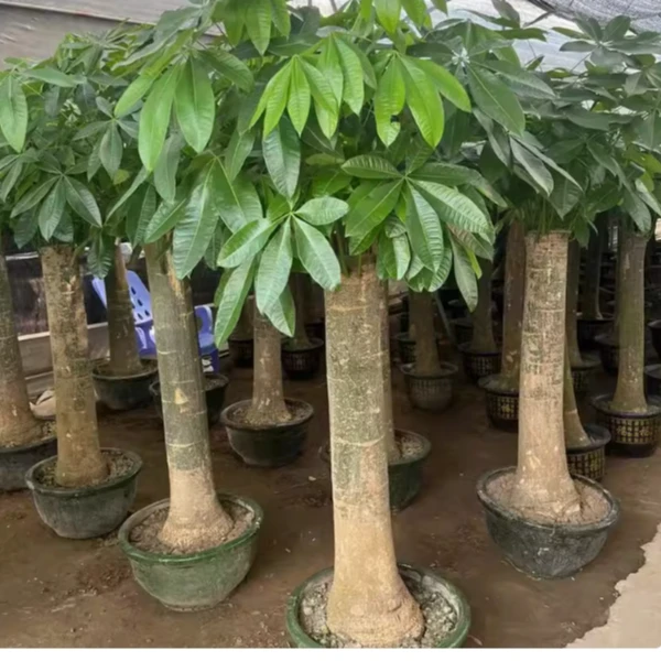 杆2米高办公室客厅招财树好养活耐旱绿植乔迁开业发财树送礼植物