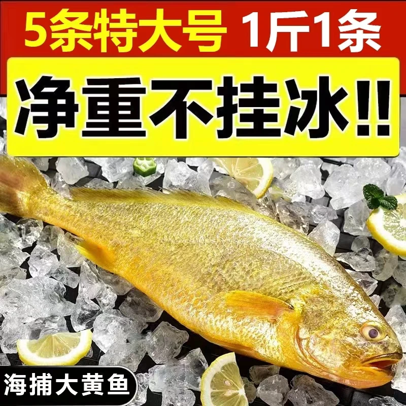 乳山本地大黄花鱼家乡味道新鲜鱼鲜嫩特大海捕新鲜速冻鲜活鱼肉