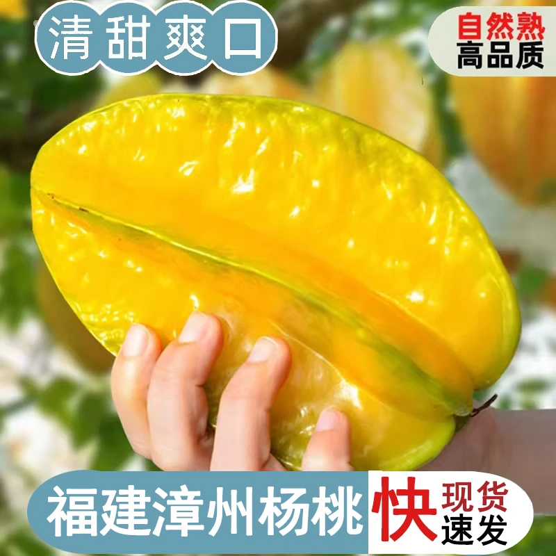（上新优惠）漳州甜杨桃新鲜多汁皮薄爽口香甜果园采摘发货坏果包赔