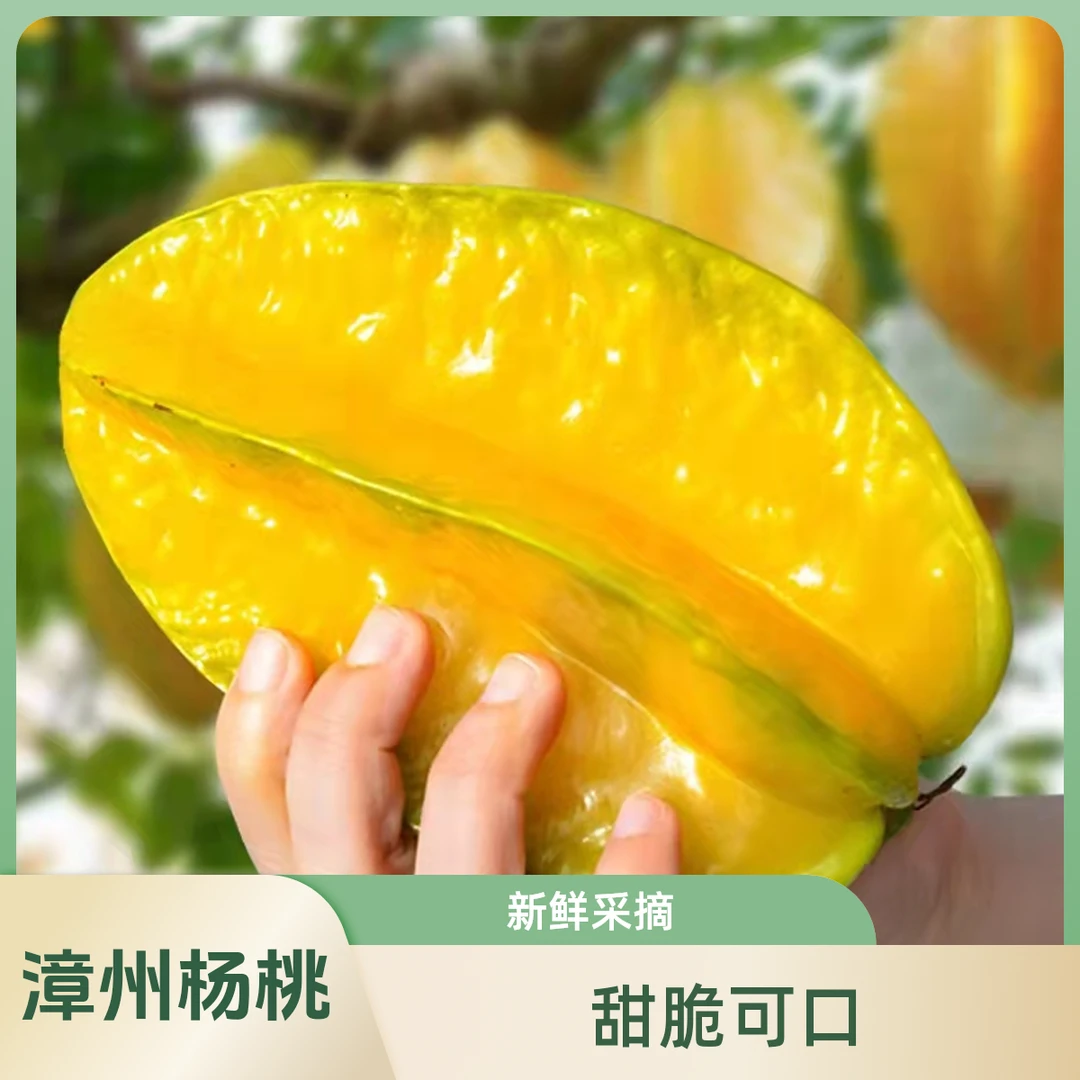 （新店冲量）福建漳州树熟甜杨桃当季网红水果新鲜采摘原产地洋桃
