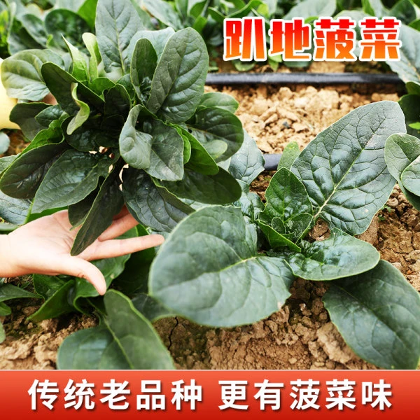 【速生大叶菠菜种籽】春秋菠菜四季蔬菜种籽耐寒耐热庭院种植阳台