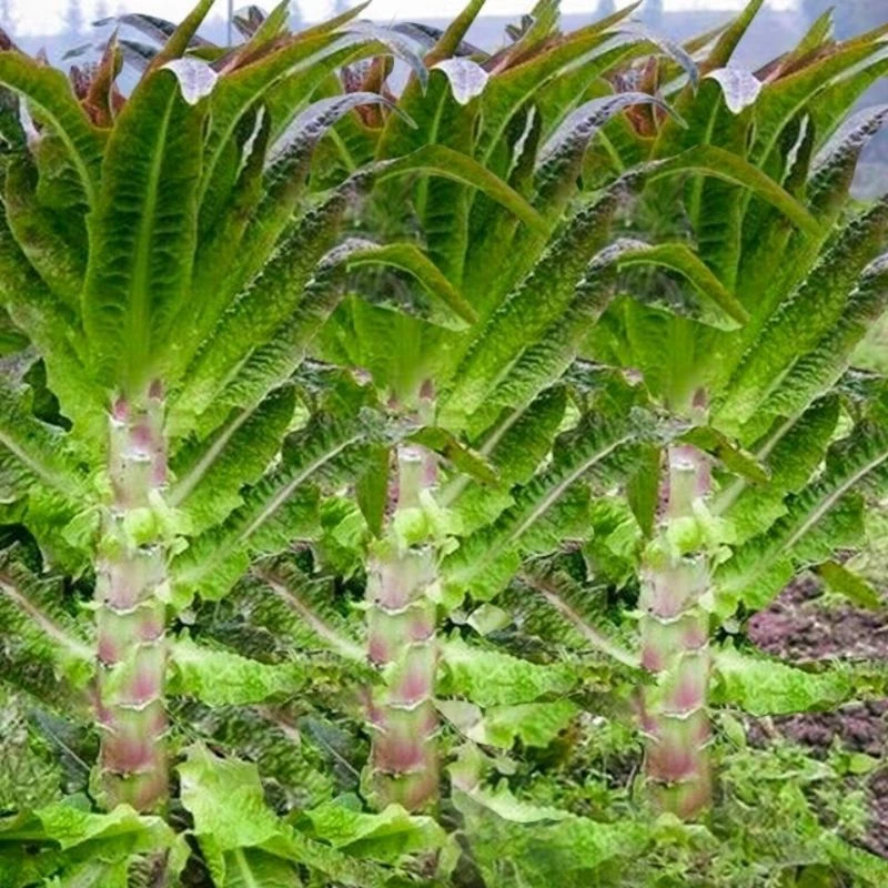 【挂丝红皮莴笋种子】易种庭院耐热耐寒香莴苣籽四季农家田园蔬菜