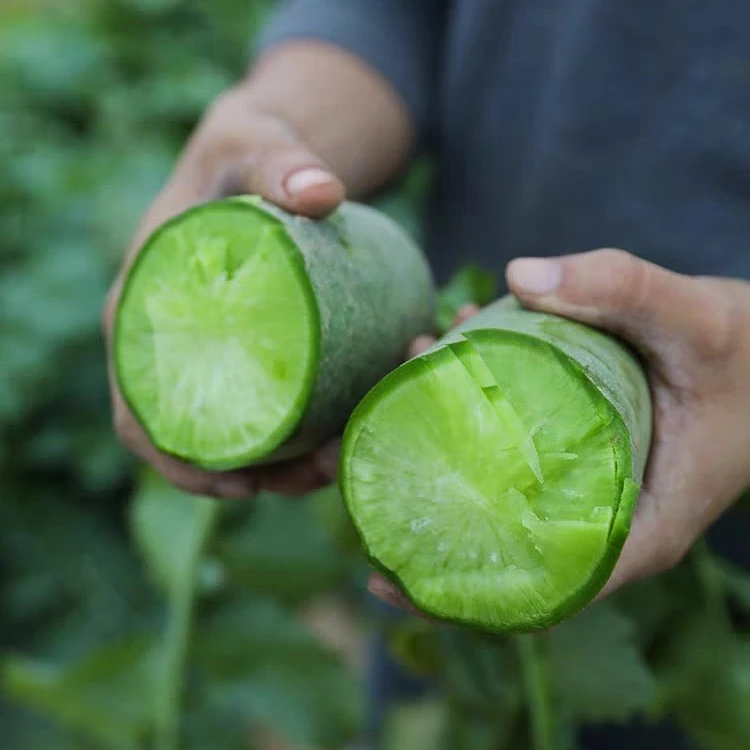 天津沙窝萝卜籽青萝卜种子大全潍坊秋季四季山东蔬菜农家菜种种孑