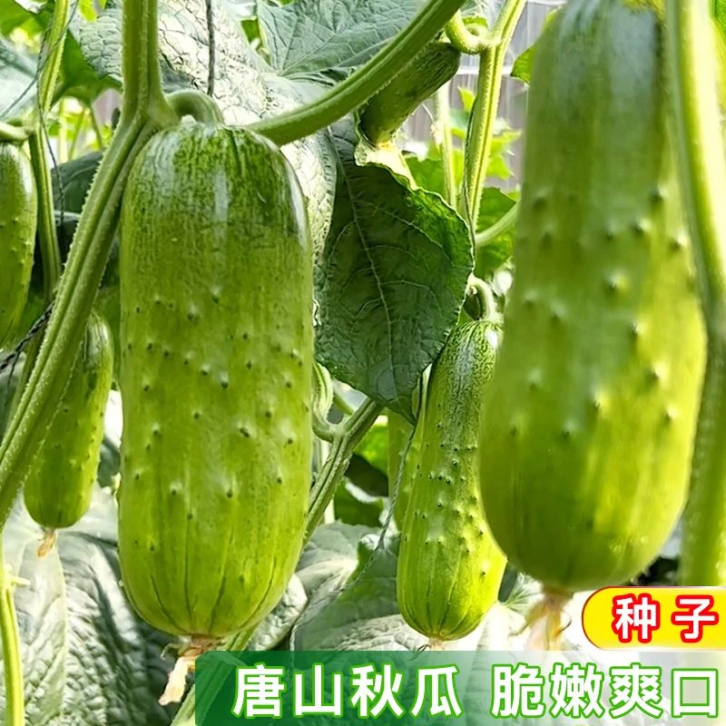 唐山秋瓜种籽 老品种黄瓜阳台种植庭院盆栽农家小菜园地蔬菜种子