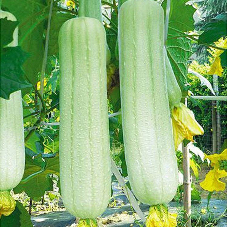 【牛奶肉丝瓜种子】高产丝瓜种子阳台盆栽早熟春秋四季播种蔬菜种子