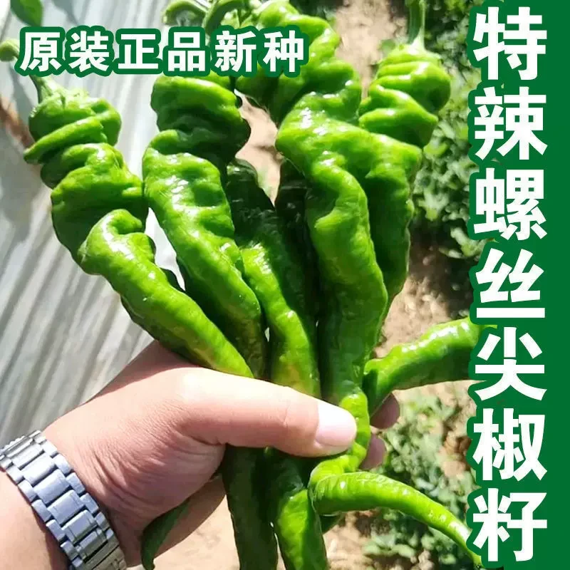 【香辣螺丝椒种籽】螺丝椒种子早熟辣椒四季食用蔬菜种子家庭种植
