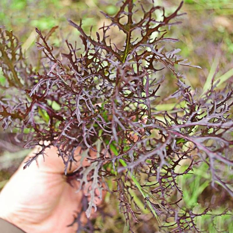 紫色京水菜种子种苗绿色京水菜籽四季播种蔬菜种子阳台盆栽四季种