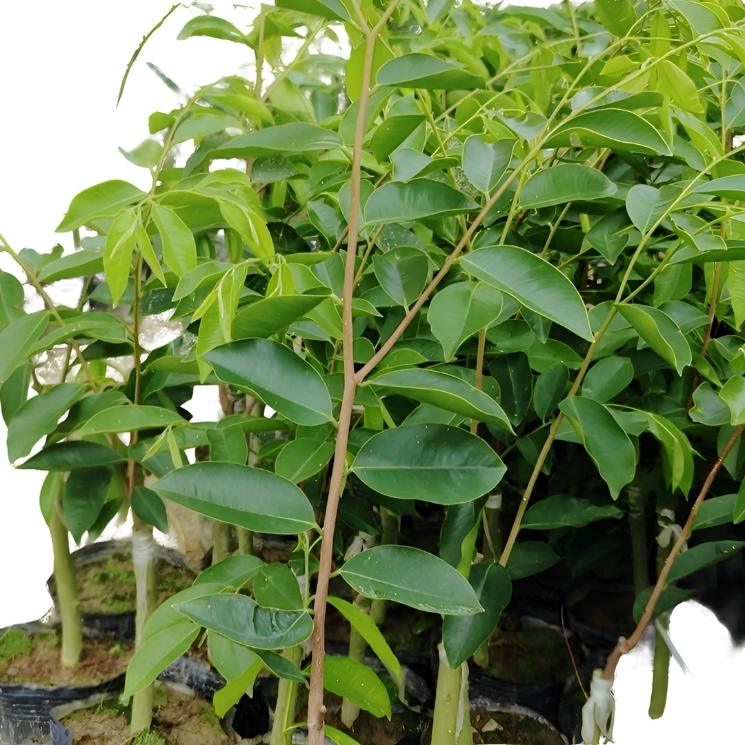 正宗绿优质奇楠沉香嫁接苗原土带叶土发