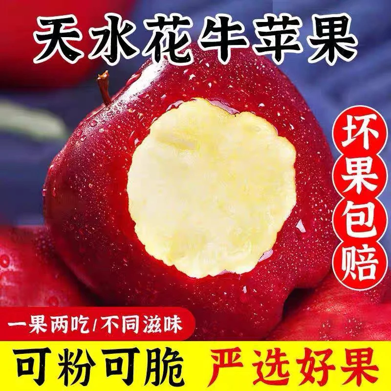 【新号宠粉】正宗甘肃天水花牛苹果2024年新果新鲜应季水果