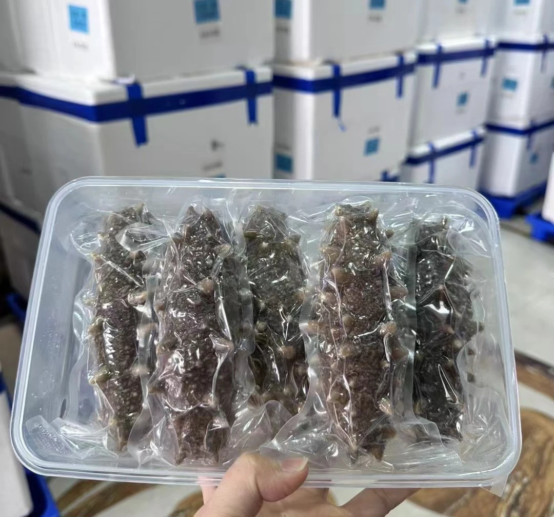 肉质厚实紧致Q弹鲜食高刺海参