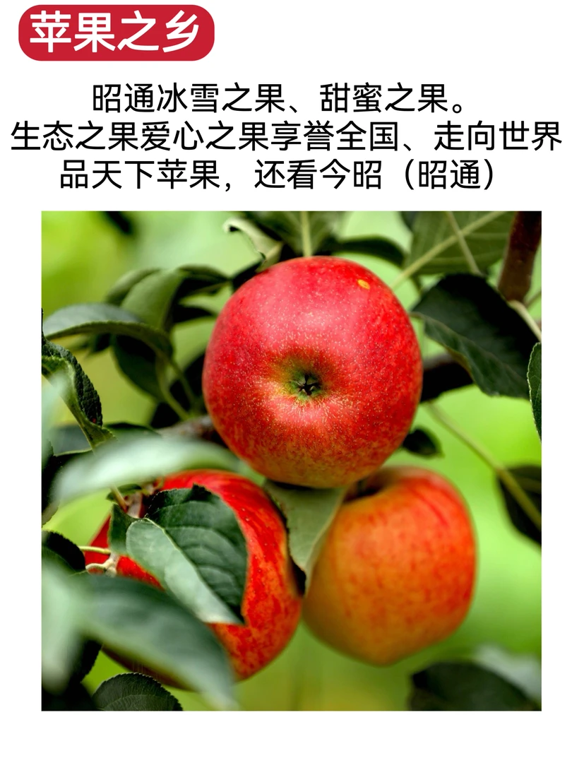 云南昭通红露糖心丑苹果精品果汁水充足果香浓郁自然成熟新鲜采摘
