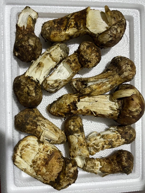 （掉级款破损）松茸，个别虫洞特价不售后，不喜勿拍