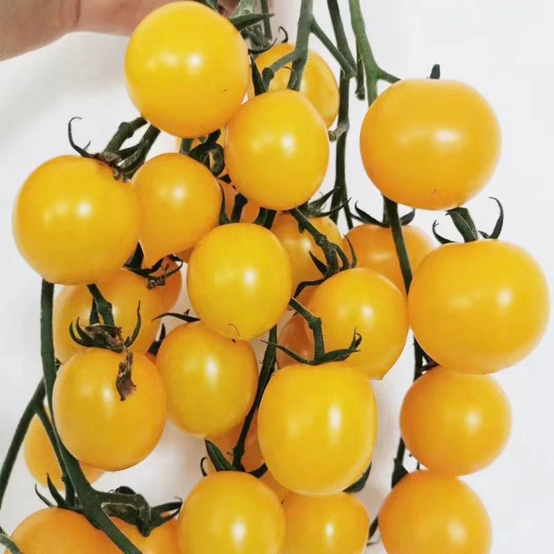 顺丰包邮产地直发夏日阳光圣女果迷恋小柿子酸甜爽口多汁黄圣女果