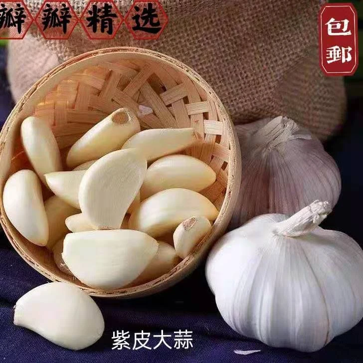 山东金乡紫皮大蒜新鲜干蒜蒜香浓郁颗颗饱满露天农家种植包邮