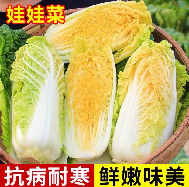 四季耐寒蔬菜苗幼苗娃娃菜大白菜庭院种植乌塌菜苗秧苗