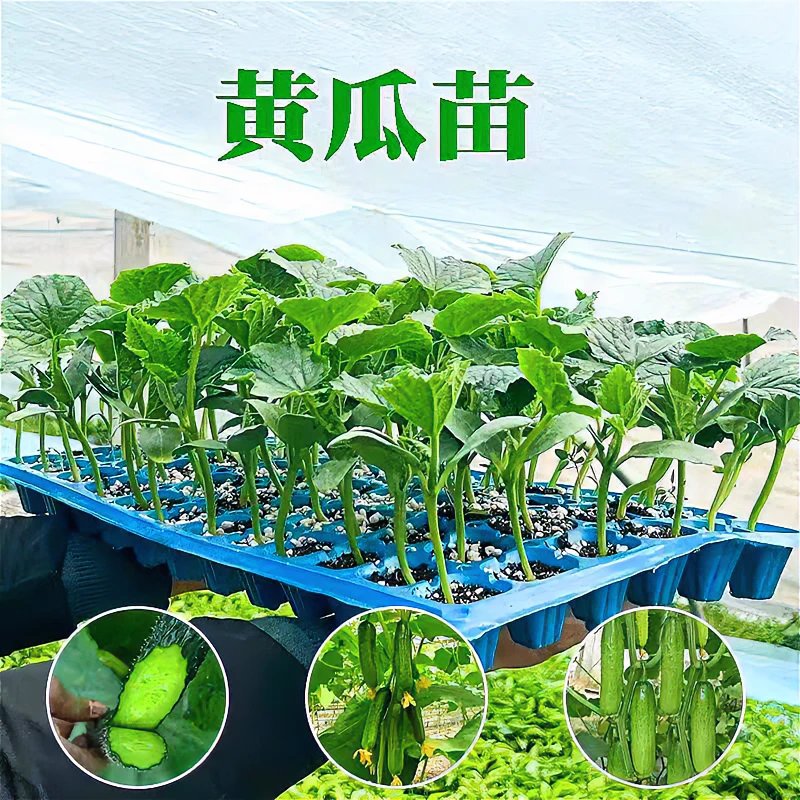 强雌活力苗秧苗水果小活力种籽旱青瓜苗高产密刺春秋阳台盆栽菜苗